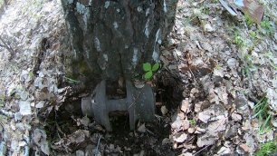 Металлопоиск. Что можно найти в лесу.