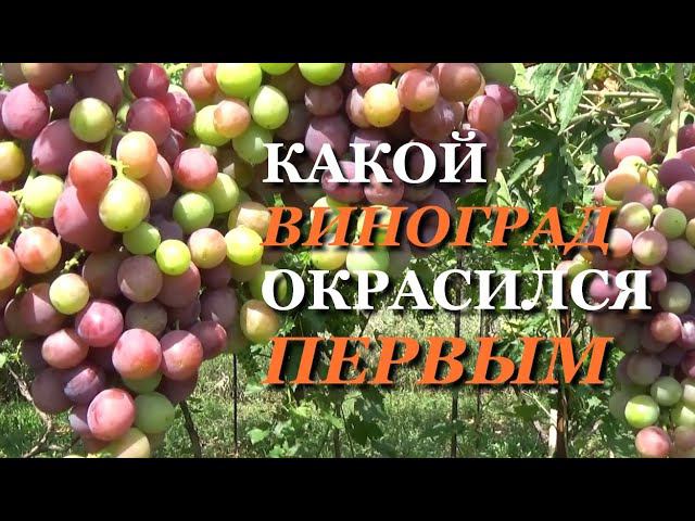 КАКОЙ ВИНОГРАД ОКРАСИЛСЯ ПЕРВЫМ НА МОЕМ ВИНОГРАДНИКЕ смотреть онлайн