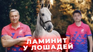 Как распознать ламинит у лошадей? Профилактика ламинита. Содержание лошадей.Коневодство.Ветеринария