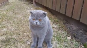 Кот Космос ругает хозяйку