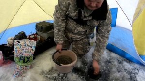 Прикормка "БОМБА". Ловля плотвы в глухозимье.