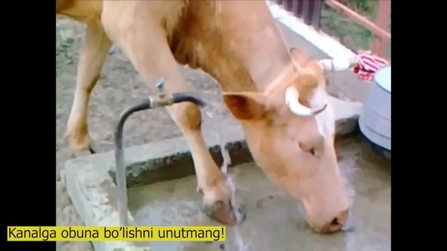Aqilli sigirlar. Kanalga a'zo bo'lishni unutmang!.mp4