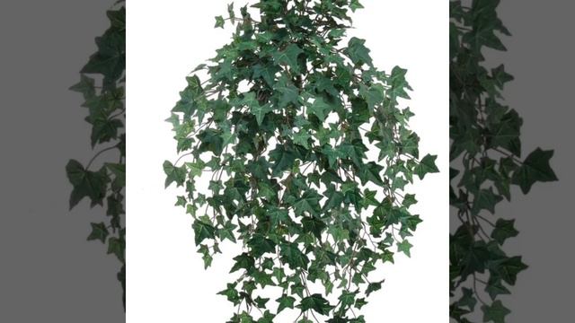 12 Pieces Voluminous English Ivy Plant (Set of 12) смотреть онлайн