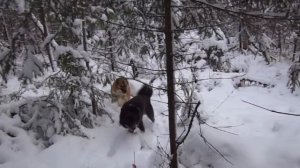 Первый снег. Первый соболь.Охота с лайками в Сибири.