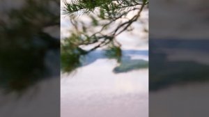 Родина Моя (Даниил Голубев)