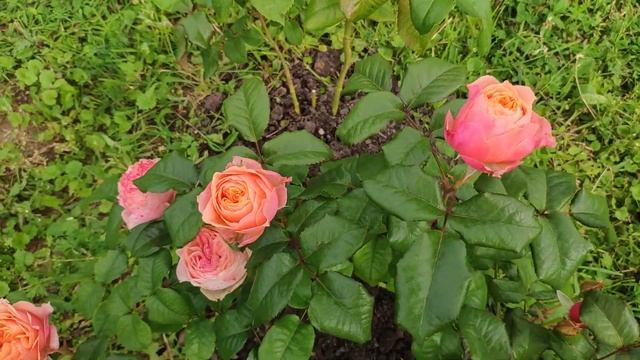 Розы в Подмосковье. VUVUZELA / ВУВУЗЕЛА. смотреть онлайн