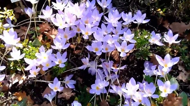 Осенние цветы. Крокусы. Осенние крокусы цветут. Autumn crocuses are blooming. Herbstkrokusse blühen