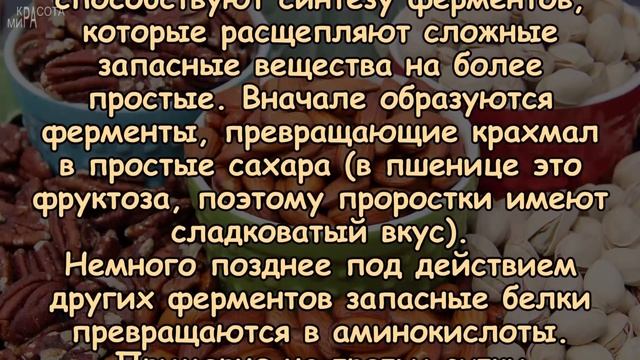 Зачем ОРЕХИ нужно ЗАМАЧИВАТЬ перед потреблением? смотреть онлайн