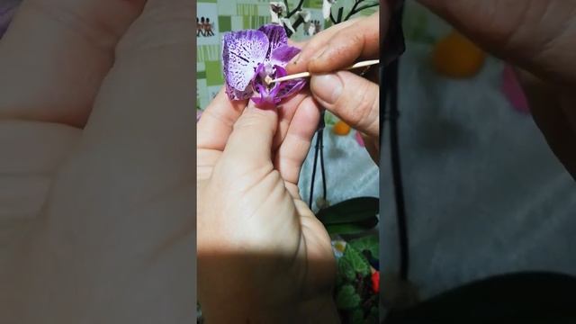 Опыление комнатных растений. смотреть онлайн