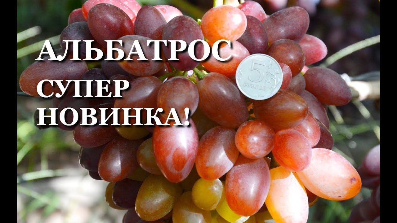 НОВЕЙШАЯ Г. Ф. ВИНОГРАДА АЛЬБАТРОС смотреть онлайн