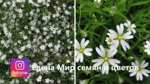 ЭТОТ СОРНЯК СТАНЕТ НАСТОЯЩЕЙ НАХОДКОЙ ДЛЯ САДА! Можно посадить вместо газона, под деревьями