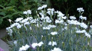 Гвоздика перистая садовая многолетняя