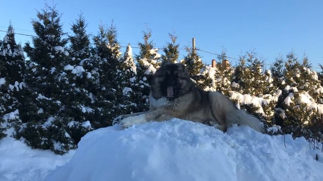 Кавказская овчарка Кузьма Горная собака #кавказскаяовчарка #кузьма #деревня #снег смотреть онлайн
