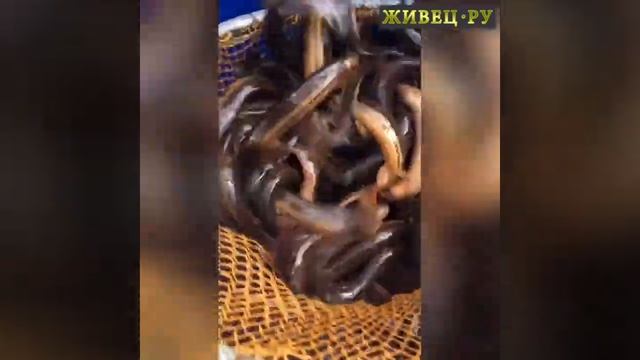 Живая рыба для пруда - Живец.ру смотреть онлайн