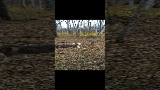 Хаски в поисках добычи