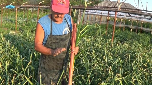 КАК ПОЛУЧИТЬ БОЛЬШОЙ УРОЖАЙ ЧЕСНОКА!