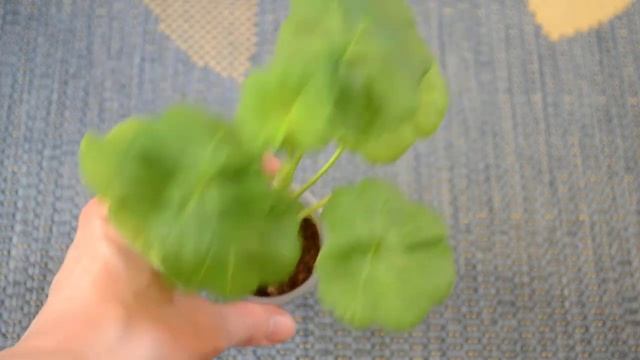 Покупки пеларгоний в Невском Доме Фиалки+парочка новых Тоскан смотреть онлайн