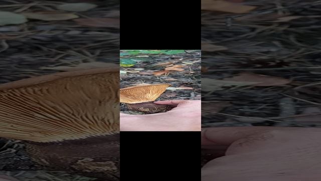 ❗Двойник ядовитой свинушки❗ #грибы #shorts #short #video #nature #fun #funny #mushrooms #грибнойсезо