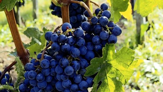 КРАСИВОЕ место, винный оазис - Долина Лефкадия. A BEAUTIFUL PLACE, a walk through the #vineyards