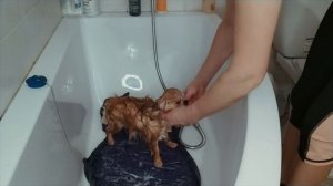 Купание чихуашки