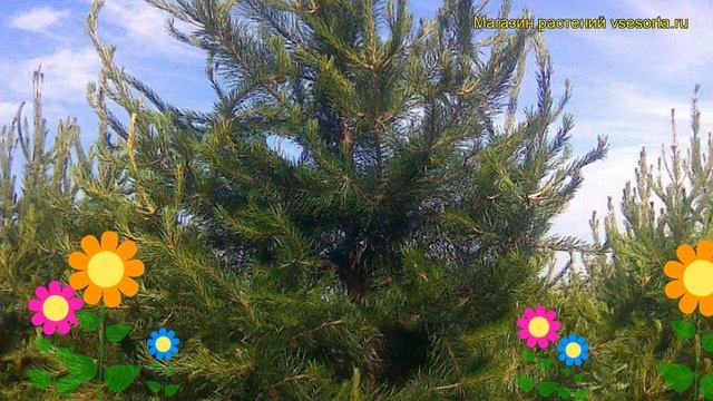 Сосна скрученная. Краткий обзор, описание характеристик, где купить саженцы pinus mugo смотреть онлайн