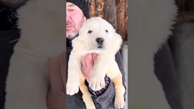 Щенки #среднеазиатскаяовчарка #алабай  из питомника Аз марал Ульяновск 89278137957 ватсап