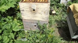 не допускаем выхода роев ( часть первая - убираем из роевой семьи плодную матку )