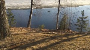 Йорк Мариса. Разборки с лебедями...