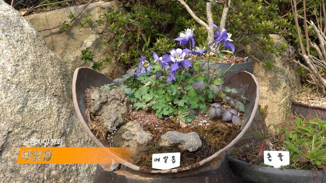 야생화분경분재 달마법사,골든벨꽃(수선화),금낭화,괴불나무,불두화등 40여종 공개 #1 [은진사] смотреть онлайн