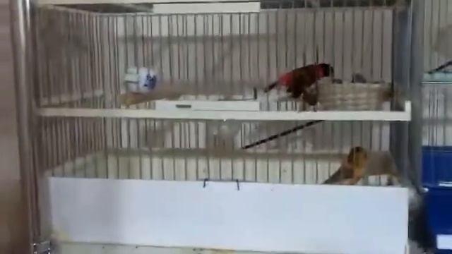 Огненный чиж + канарейка смотреть онлайн