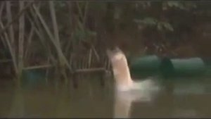 Приколы  со свиньями.