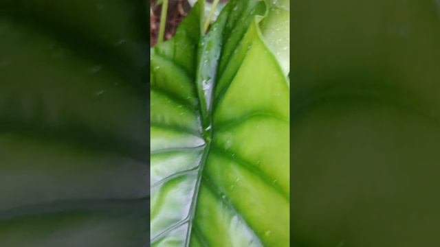 Alocasia  Clypeolata Green Shield | Indoor plant | Prema's Garden