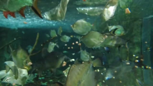 Что у рыбы на обед? смотреть онлайн