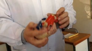 Строение сердца, оболочек сердца, фиброзный скелет сердца, проводящая система