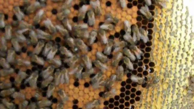 Пчеловодство Bee(Бакфаст)
