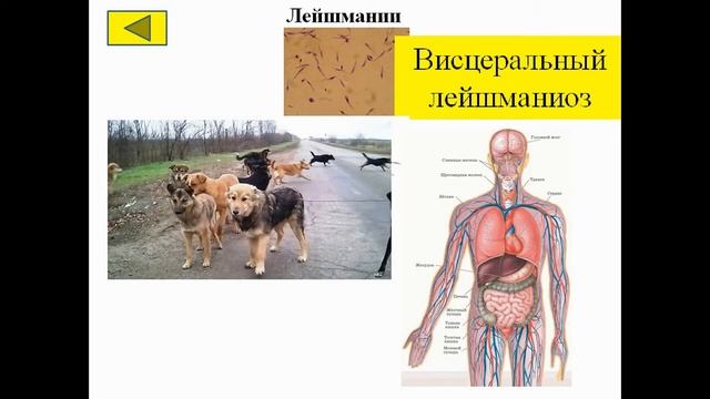 Урок Инфекционные заболевания