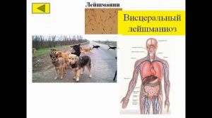 Урок Инфекционные заболевания