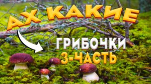 ? Белый гриб-КОРОЛЬ грибов ? Тихо охотились и вот настреляли, полные корзины белых грибов?3-часть