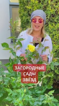 Эти звезды предпочитают теплицы заграницам
