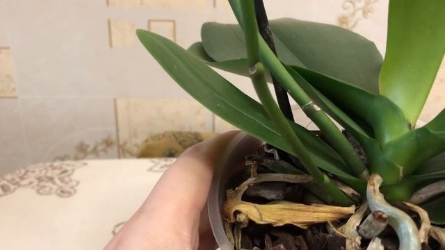 Будни цветовода, Golden Beauty, амариллис, Legato, амариллис.... смотреть онлайн