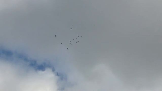 высоколётные   голуби   130