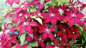 Клематис крупноцветковый Ниобе (clematis) ? клематис Ниобе обзор: как сажать саженцы клематиса Ниоб