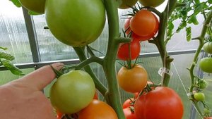 Неплохой томат для Ленинградской обл.