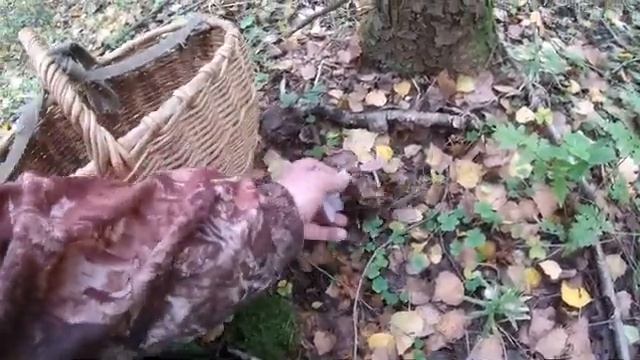 ВОТ ЭТО ГРИБ . Съедобный стеклянный гриб поздней осенью.