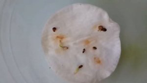 Посадка Хосты Микс из семян 2017