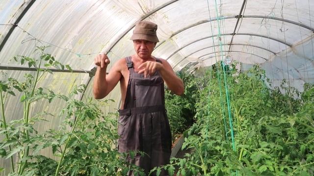 Как на помидорах убрать рыжие и черные пятна смотреть онлайн