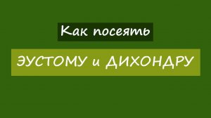 Как посеять эустому и дихондру?