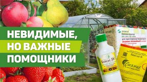 Биопрепараты с полезными микроорганизмами. Тонкости использования