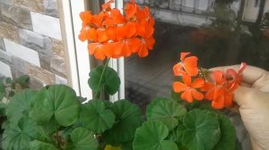 how to get blooms on geranium plants how to take care of geranium plants in rainy season