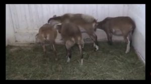 Катумская порода овец